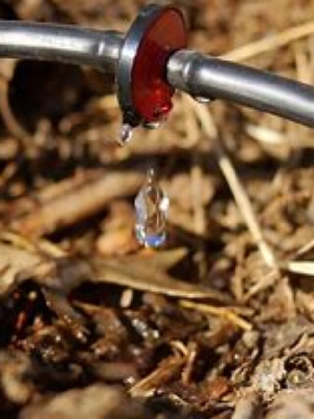 Understanding Drip Irrigation in India