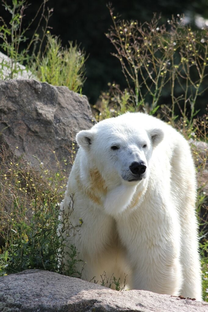 climate change and wildlife, ice bear, zoological garden