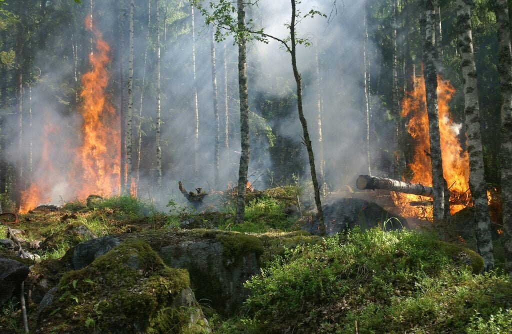 Forest on Fire representing biodiversity loss