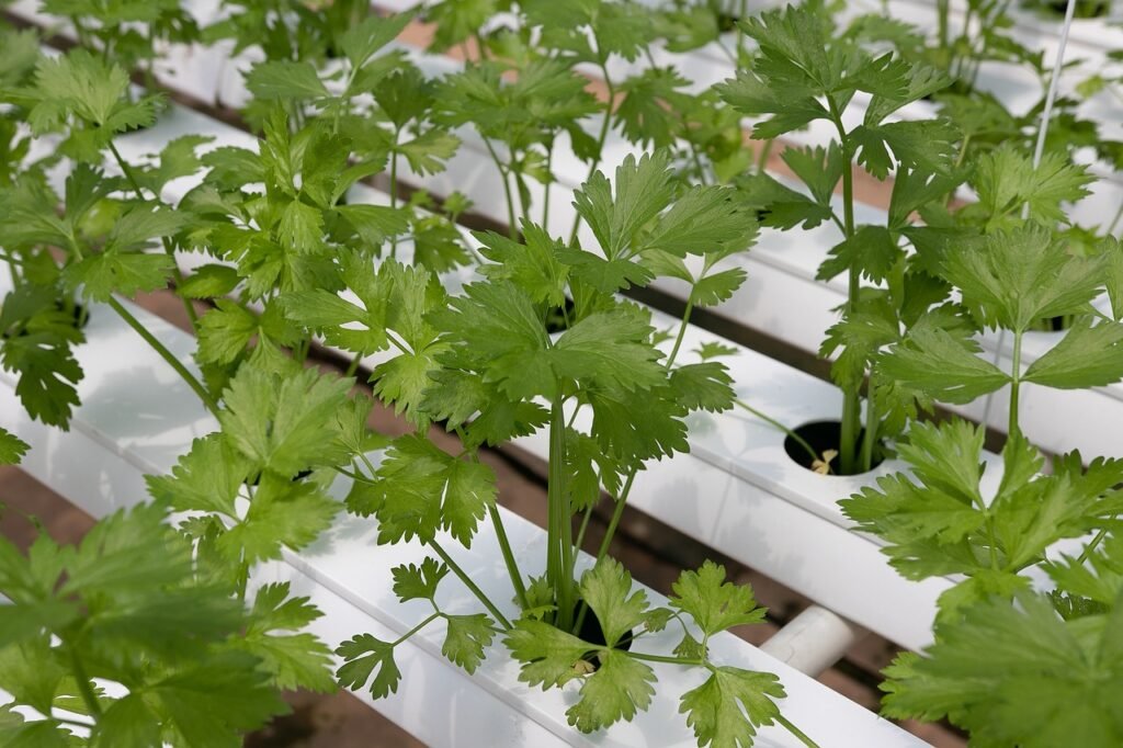 coriander, hydroponic vegetables, hydroponics showing innovative farming techniques