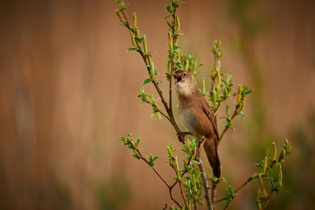 Brown Bird Perched
