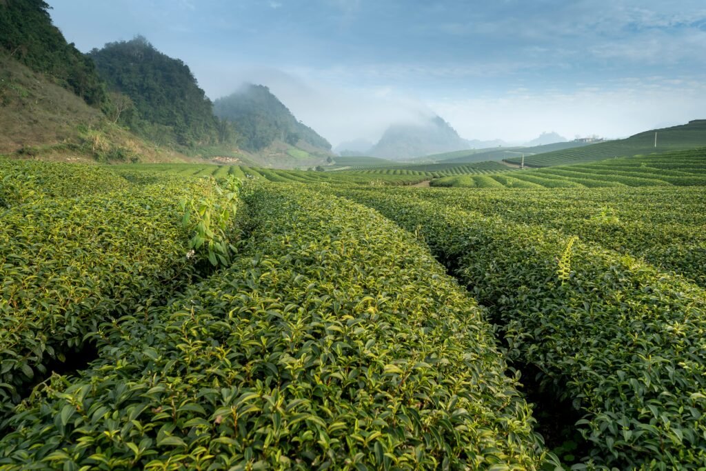 Green Plantation, Tea plantation