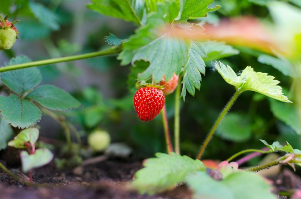 Selective Focus Photography of Strawberry Fruit representing community gardens