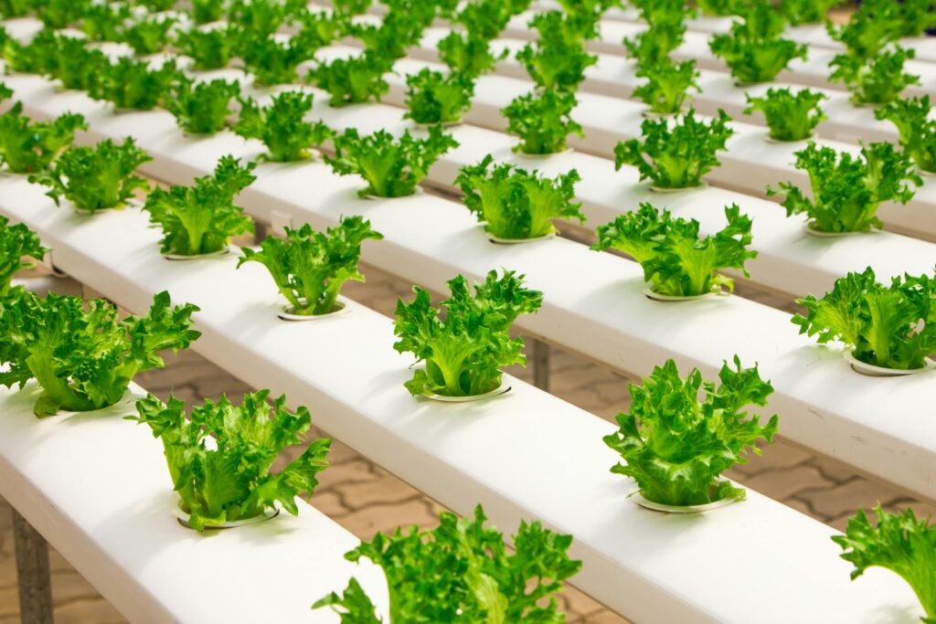 View of Vegetables using hydroponics farming representing innovative farming techniques