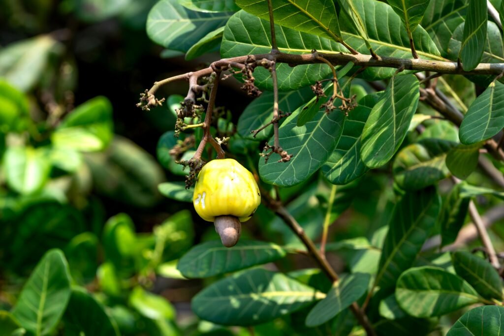 Cashew Fruit on Tree, cashew production
