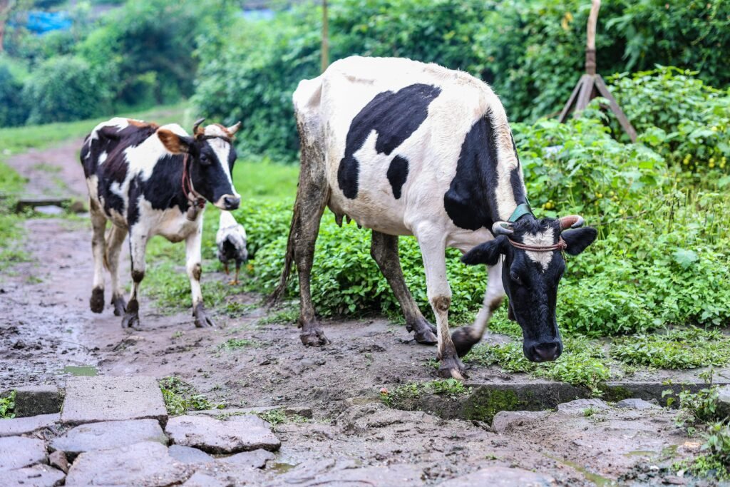 Cow and Calf on Farm, climate change impact Indian dairy industry