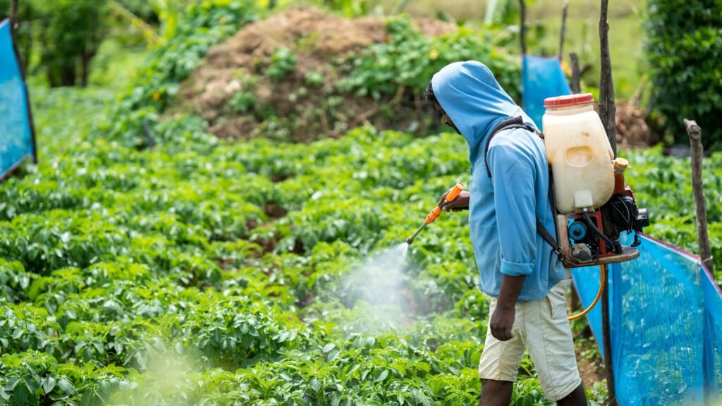 A farmer spraying crops in a lush vegetable field in Pattipola, synthetic fertilizers
