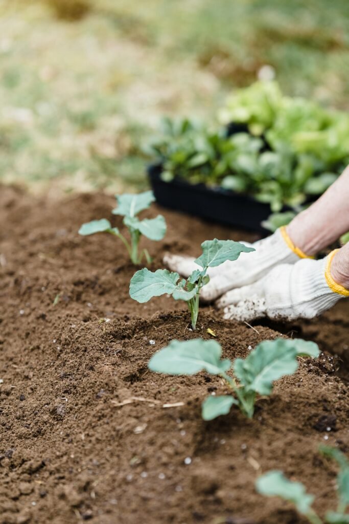 Close-up of gardener's hands planting seedlings in rich soil, promoting green gardening.