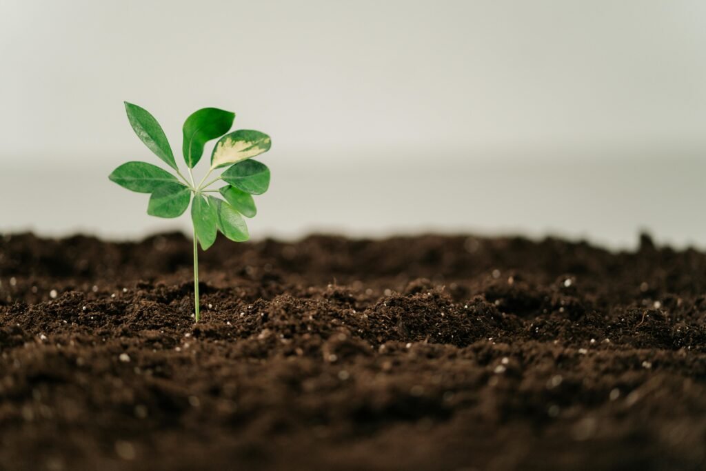 Vibrant green young plant growing in rich soil, symbolizing growth and hope. Natural fertilizers, alternative to synthetic fertilizers.