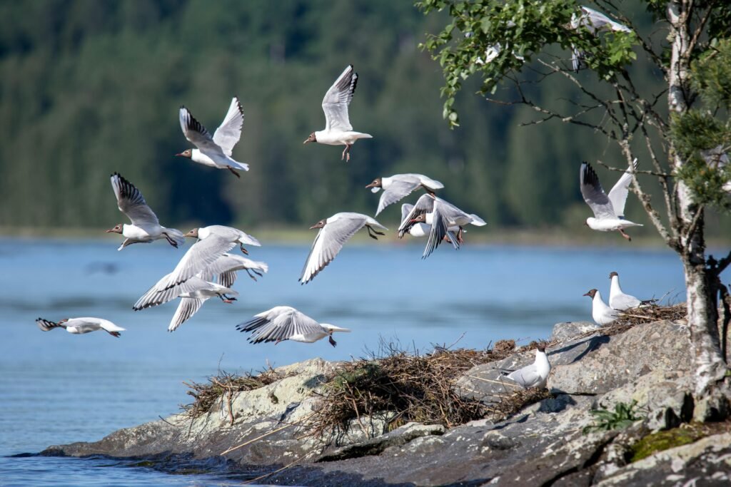 Gulls in flight over a rocky lakeside, embodying nature's tranquility and freedom. Birds and climate change.