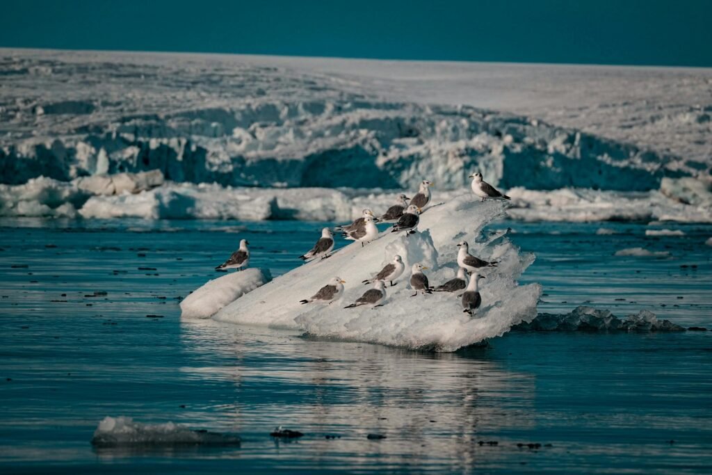 Seagulls resting on a small iceberg in the cold, arctic environment with icy waters. Birds and Climate change